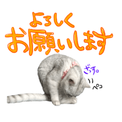 [LINEスタンプ] ここたんスタンぴぃ