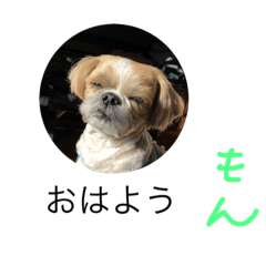 [LINEスタンプ] シーズーのごえもん