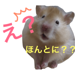 [LINEスタンプ] ロングヘアーハムスターのヴォーたんです