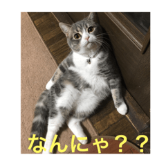 [LINEスタンプ] だらだらねこちゃんず