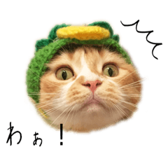 [LINEスタンプ] みんなを癒すにゃ おしんこちゃんスタンプ