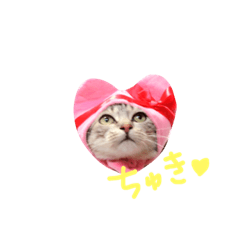 [LINEスタンプ] サバトラのボンちゃん