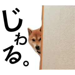 [LINEスタンプ] 柴犬★はるちゃんの日常