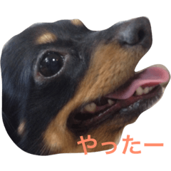 [LINEスタンプ] チワックスのれんちゃん