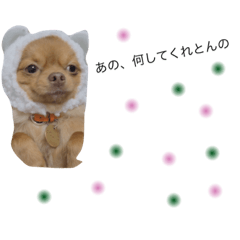 [LINEスタンプ] チワワとダックス