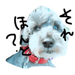 [LINEスタンプ] チャチャくんの顔