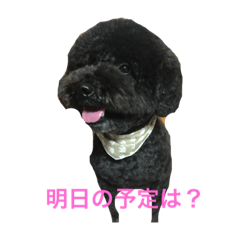 [LINEスタンプ] トイプードル ブラック