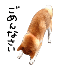 [LINEスタンプ] 柴犬！となりのうめさん