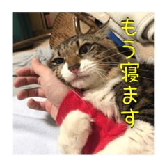 [LINEスタンプ] 猫のヤマダ氏