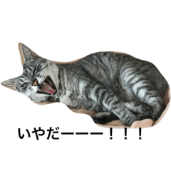 [LINEスタンプ] ねこのぽーちゃんスタンプ