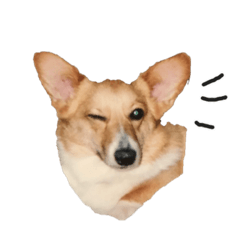 [LINEスタンプ] 愛犬ぷりんともなかのスタンプ