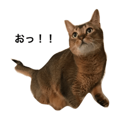 [LINEスタンプ] ネコ こさぶろう