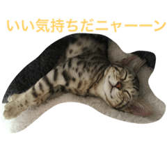 [LINEスタンプ] 美猫ラブにゃん 7