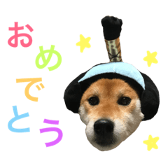 [LINEスタンプ] 柴犬の「そら」