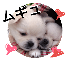 [LINEスタンプ] もも こいぬ 1