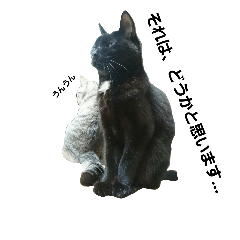 [LINEスタンプ] ねこのハヤテたち