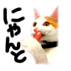 [LINEスタンプ] ねこたちのひとこと