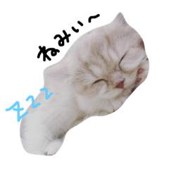 [LINEスタンプ] 可愛い猫の気持ち