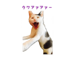 [LINEスタンプ] 石井家のペットたち、ちゃおたろじろ