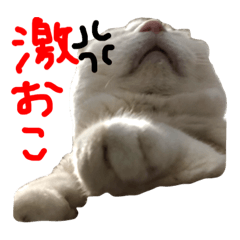 [LINEスタンプ] シロ(メス猫)の実写スタンプ