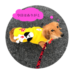 [LINEスタンプ] りむさんの毎日