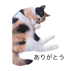 [LINEスタンプ] 三毛猫うめちゃん