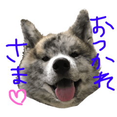 [LINEスタンプ] 秋田犬のトラちゃん