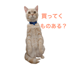 [LINEスタンプ] 二足立ち猫  こたろう