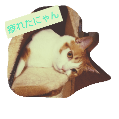 [LINEスタンプ] 飼い猫チャトさん3