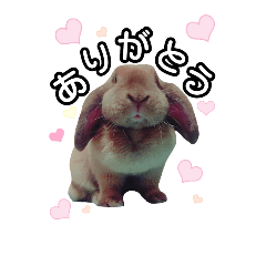 [LINEスタンプ] うさぎのふぅ