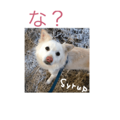 [LINEスタンプ] 白っぽい犬、シロップ。