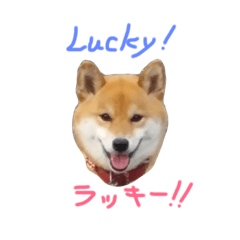 [LINEスタンプ] 柴犬 百との毎日3rd