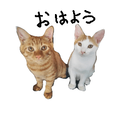 [LINEスタンプ] 茶トラのボブと茶白のちび