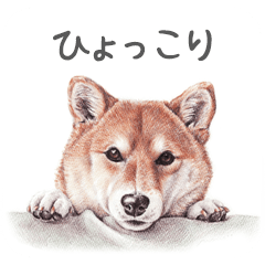 Momojiの犬画スタンプ