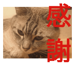 [LINEスタンプ] ねこの金太郎 2