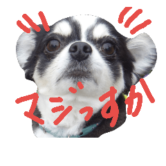 [LINEスタンプ] ジャックの一日