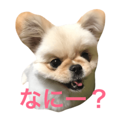 [LINEスタンプ] 梵天丸です。