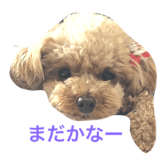 [LINEスタンプ] 愛犬！はなちゃん