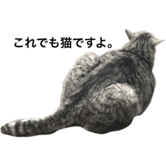 [LINEスタンプ] アイドルでぶ猫 タロさん