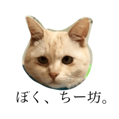 [LINEスタンプ] ぼく、ちー坊。