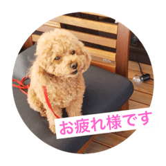 [LINEスタンプ] 犬のルルのスタンプ