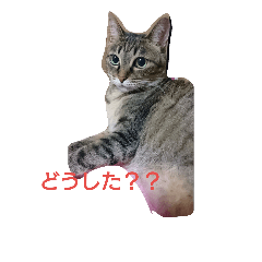 [LINEスタンプ] ここちゃんのひとこと