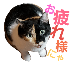 [LINEスタンプ] 兄妹猫 松竹梅