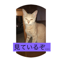 [LINEスタンプ] うちの猫達のスタンプ