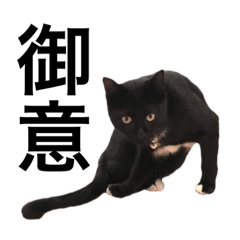 [LINEスタンプ] 黒猫黒霧ちゃん