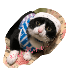 [LINEスタンプ] 猫のスタンプ0201