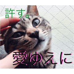 [LINEスタンプ] スルメは猫