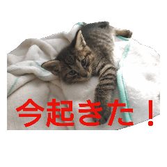 [LINEスタンプ] むぎとれお