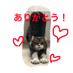 [LINEスタンプ] タビさんのスタンプ