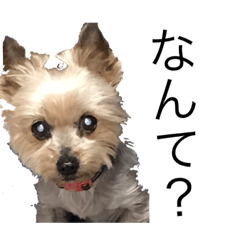 [LINEスタンプ] ヨークシャテリアのくるみちゃん。